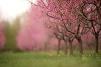 pblossom3