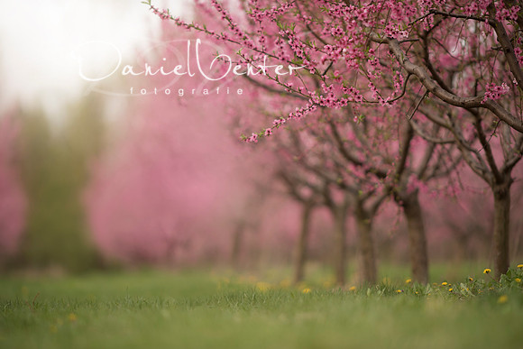 pblossom3