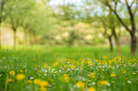 spring2