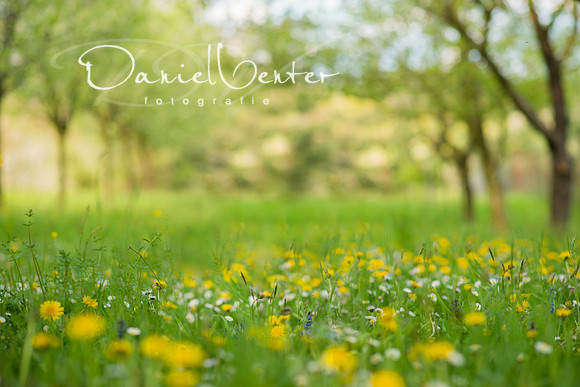 spring2