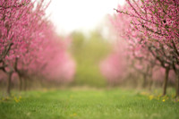 pblossom2