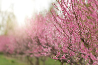 pblossom4