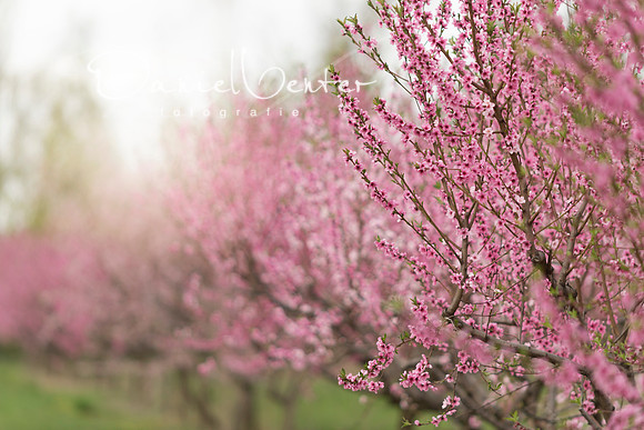 pblossom4