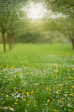 spring1