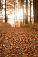 autumn3