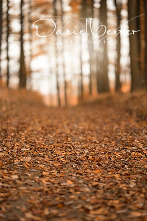 autumn3