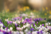 spring3