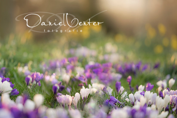 spring3